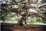 baum