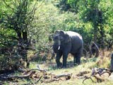 elefant